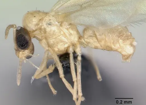 Brachymyrmex australis - CASENT0059784