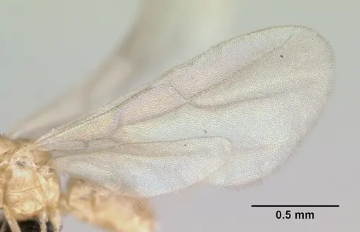 Brachymyrmex australis - CASENT0059784