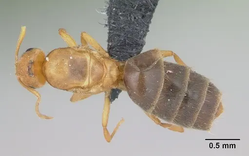 Brachymyrmex australis - CASENT0060275