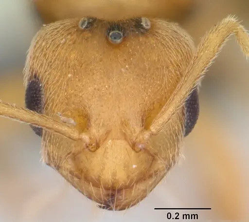 Brachymyrmex australis - CASENT0060275