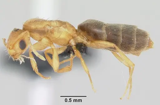 Brachymyrmex australis - CASENT0060275