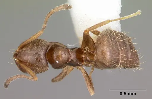 Brachymyrmex australis - CASENT0102975