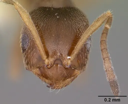 Brachymyrmex australis - CASENT0102975