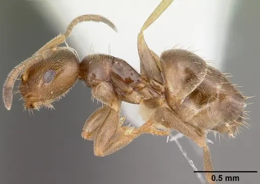 Brachymyrmex australis - CASENT0102975