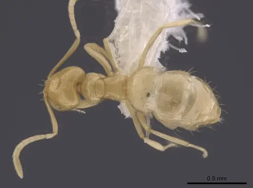 Brachymyrmex australis - CASENT0651956