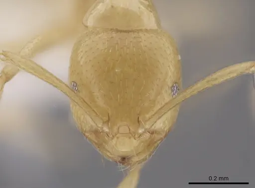 Brachymyrmex australis - CASENT0651956