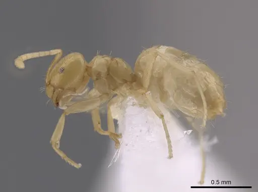 Brachymyrmex australis - CASENT0651956