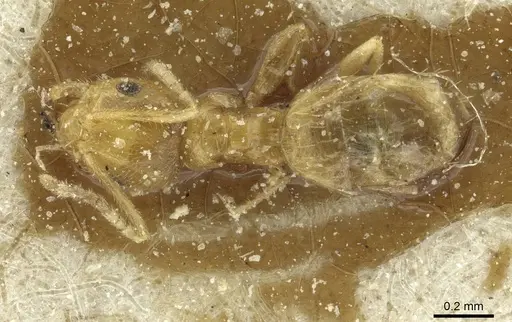 Brachymyrmex australis - CASENT0911596