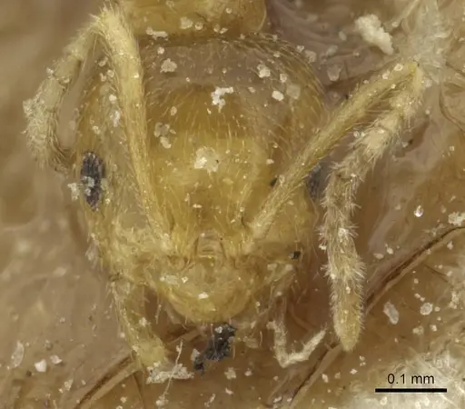 Brachymyrmex australis - CASENT0911596