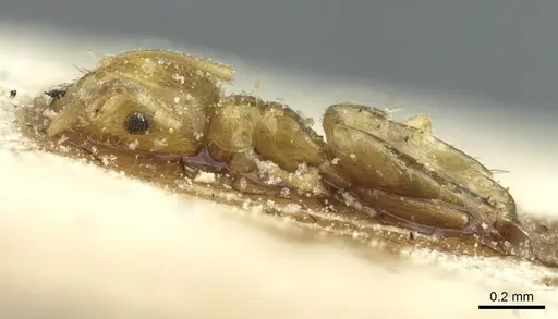 Brachymyrmex australis - CASENT0911596