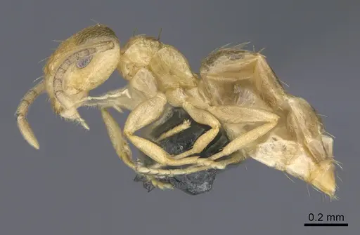 Brachymyrmex australis - CASENT0923758