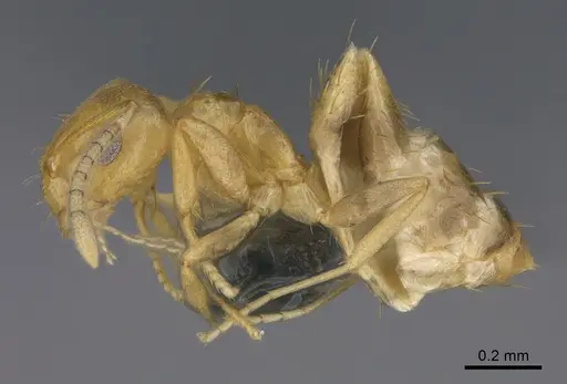 Brachymyrmex australis - CASENT0923759