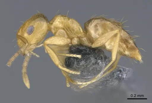 Brachymyrmex australis - CASENT0923760