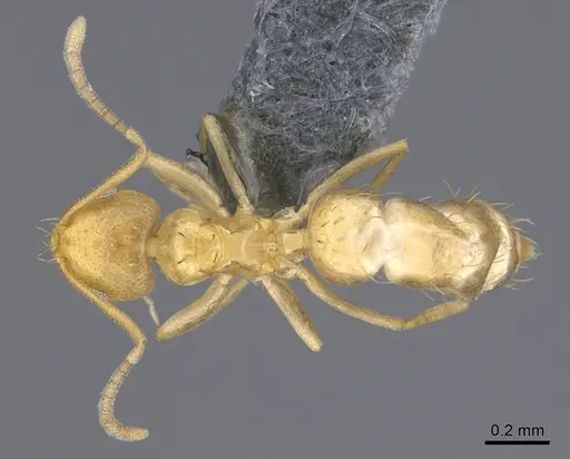 Brachymyrmex australis - CASENT0923761