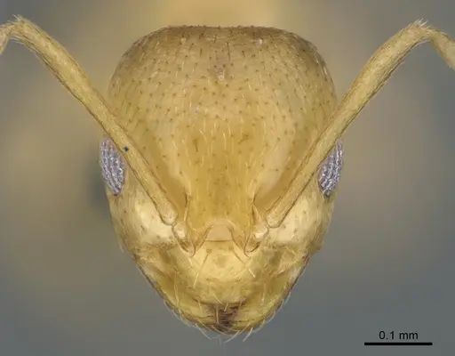 Brachymyrmex australis - CASENT0923761