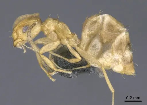 Brachymyrmex australis - CASENT0923761