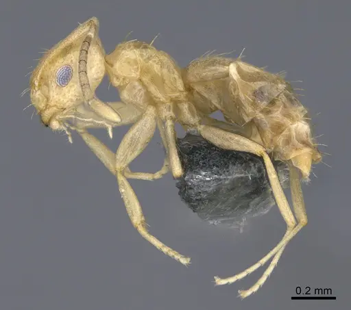 Brachymyrmex australis - CASENT0923762