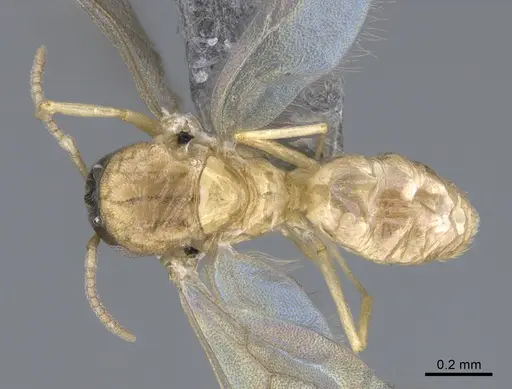 Brachymyrmex australis - CASENT0923763