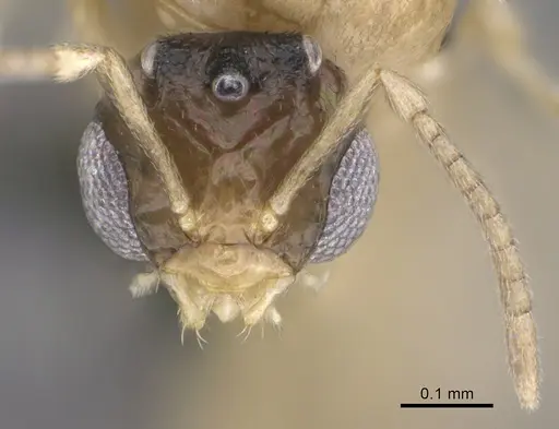 Brachymyrmex australis - CASENT0923763