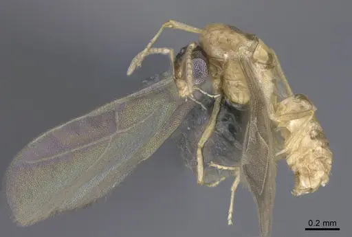 Brachymyrmex australis - CASENT0923763