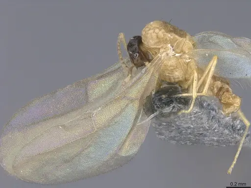 Brachymyrmex australis - CASENT0923764