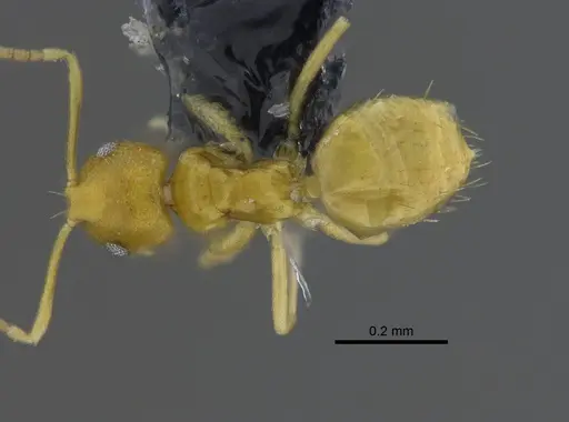 Brachymyrmex australis - CBUMAGENT41836