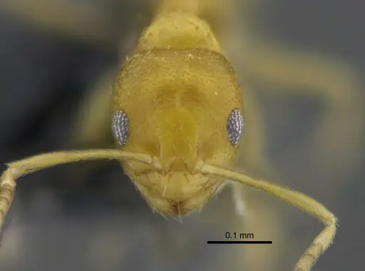 Brachymyrmex australis - CBUMAGENT41836