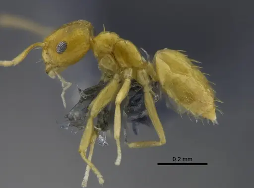 Brachymyrmex australis - CBUMAGENT41836