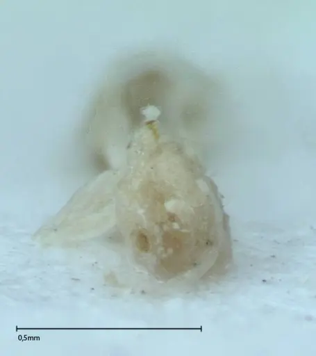 Brachymyrmex australis - FOCOL0009