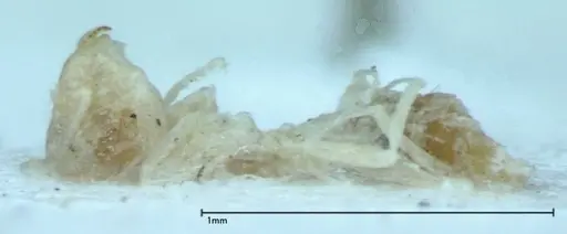 Brachymyrmex australis - FOCOL0009