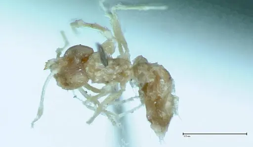 Brachymyrmex australis - FOCOL0010
