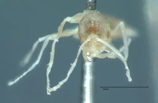 Brachymyrmex australis - FOCOL0010
