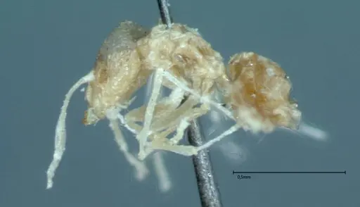 Brachymyrmex australis - FOCOL0010