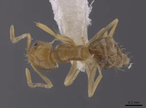 Brachymyrmex australis - JTLC000010245