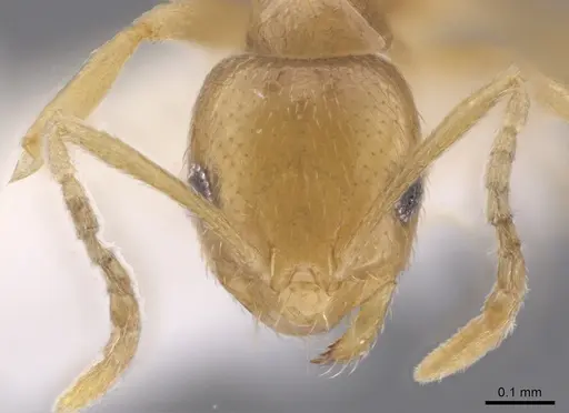 Brachymyrmex australis - JTLC000010245