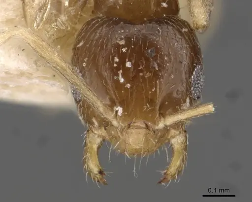 Brachymyrmex australis - USNMENT00757144