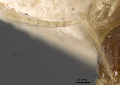 Brachymyrmex australis - USNMENT00757144