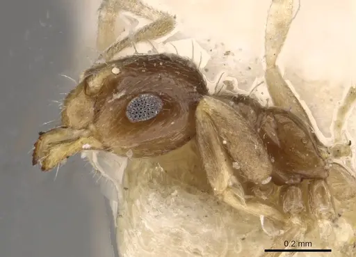 Brachymyrmex australis - USNMENT00757144