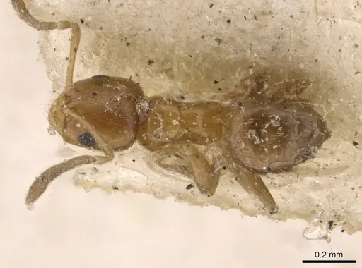 Brachymyrmex australis - USNMENT00757156