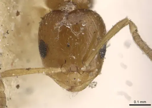 Brachymyrmex australis - USNMENT00757156