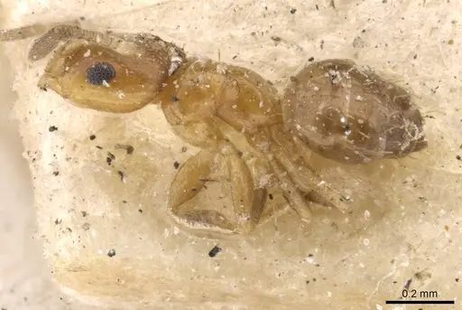 Brachymyrmex australis - USNMENT00757156