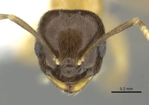 Brachymyrmex bicolor specimen