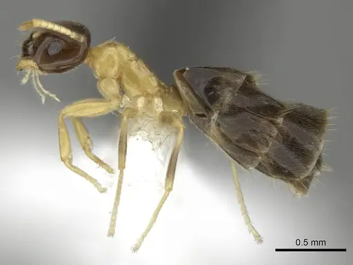 Brachymyrmex bicolor specimen