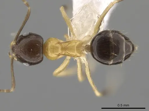 Brachymyrmex bicolor - CASENT0615275