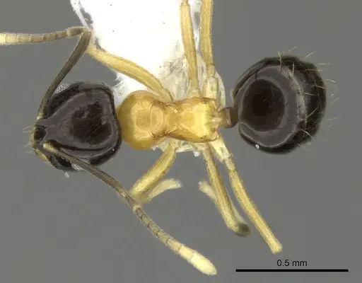 Brachymyrmex bicolor - CASENT0615276