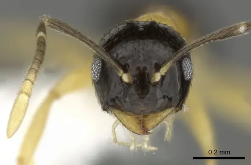 Brachymyrmex bicolor - CASENT0615276