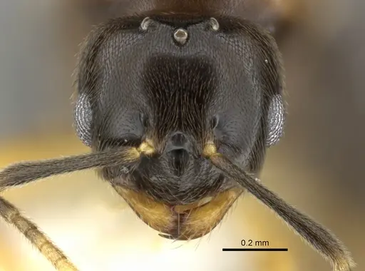 Brachymyrmex bicolor - CASENT0615292