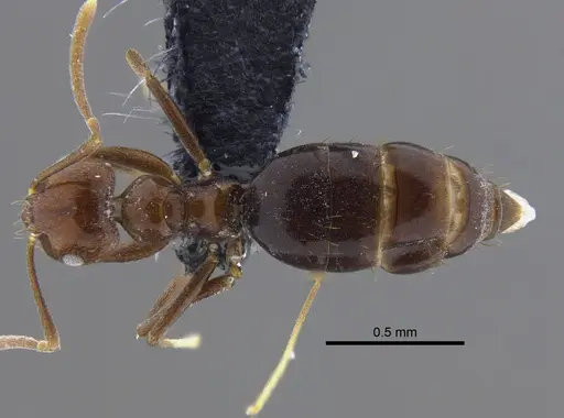 Brachymyrmex bruchi specimen