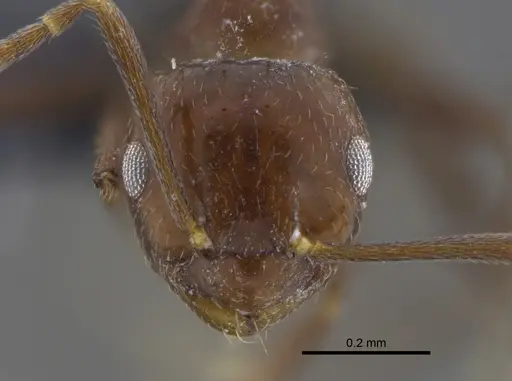 Brachymyrmex bruchi specimen