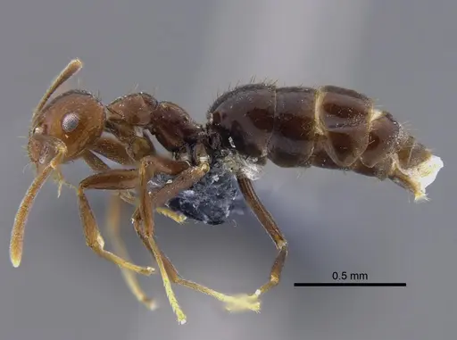 Brachymyrmex bruchi specimen
